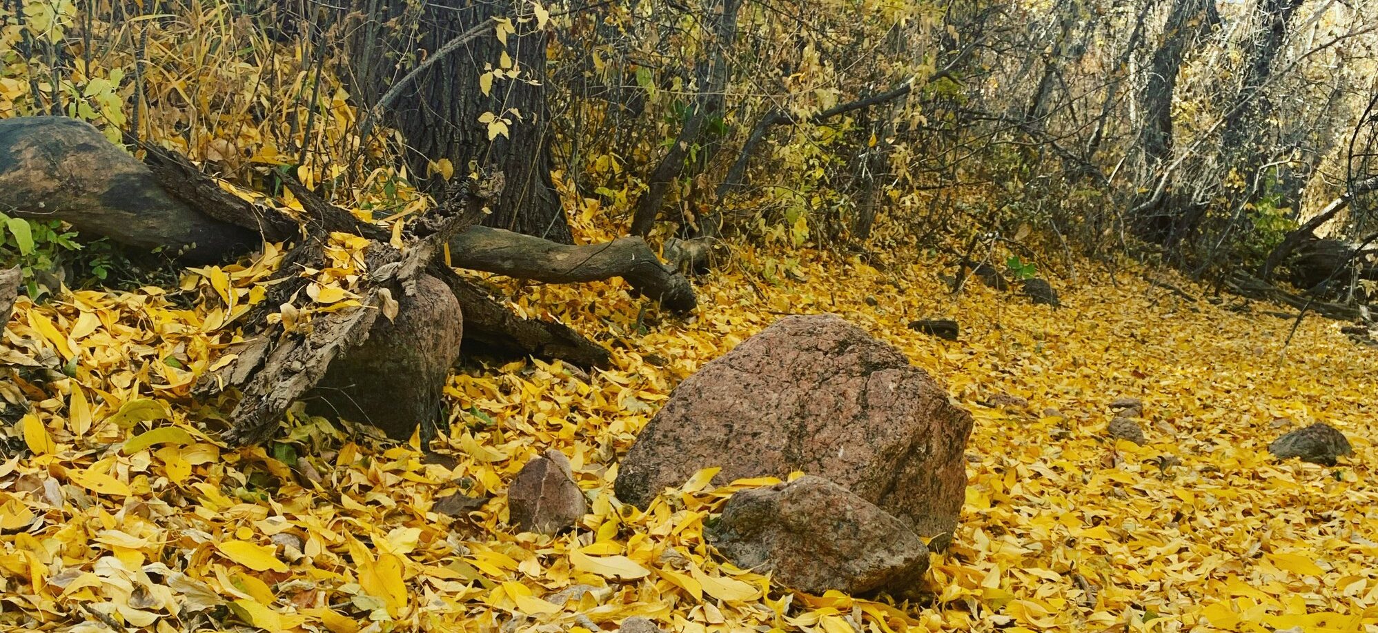 golden leaves on the ground surrounding a granite boulder with foliage in the background